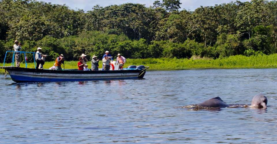 https://d3r8gwkgo0io6y.cloudfront.net/upload/South-America-Amazon-Cruise-3-pink-dolphins (1).jpg